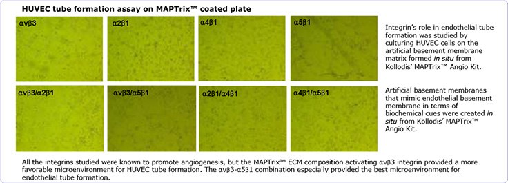 ECM Derived Peptides ECM Derived Peptides