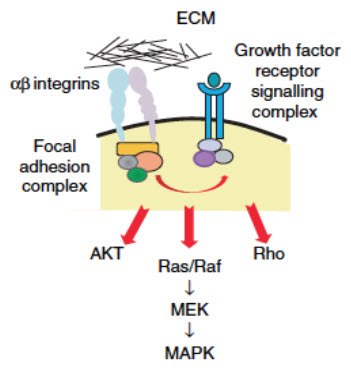 One hypothesis for how ECM controls intracellular signaling is through the binding of different subtypes of transmembrane integrin proteins. Integrins then interact with various intracellular adaptor proteins to form a focal adhesion complex that regulates signaling pathways downstream of growth factor receptors. Image adapted from Kim et al, 2011. One hypothesis for how ECM controls intracellular signaling