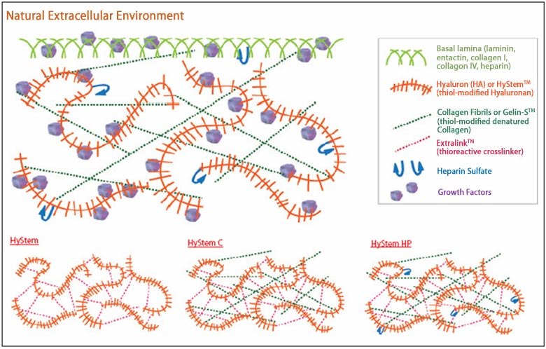 Structure of HyStem™ platform vs. natural extracellular matrix proteins Structure of HyStem™ platform vs. natural extracellular matrix proteins