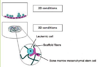 Leukemic 3D cultures were more resistant to doxorubicin than 2D cultures despite equal penetrance of drug into both models. Image from (Aljitawi et al., 2013). Leukemic 3D cultures