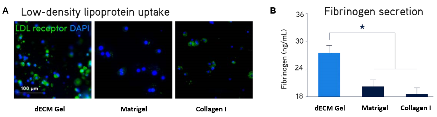 Tissue-Specific Decellularized Extracellular Matrix (dECM) Hydrogels for Enhanced 3D Cell Cultures
