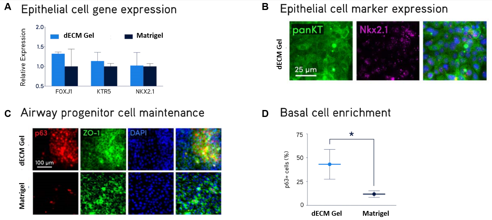 Tissue-Specific Decellularized Extracellular Matrix (dECM) Hydrogels for Enhanced 3D Cell Cultures Primary NHBE cell culture.