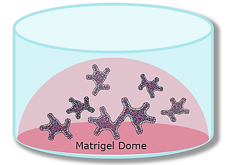 Matrigel dome Matrigel dome organoid culture technique.