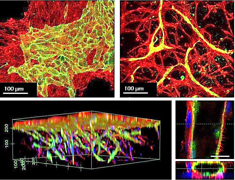 TrueGel® HTS hydrogels in co-culture assays TrueGel® HTS hydrogels in co-culture applications