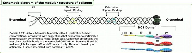 Collagen Derived Peptide Collagen Derived Peptide