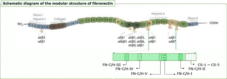 Fibronectin Derived Peptide Fibronectin Derived Peptide