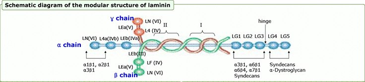 Lamanin Derived Peptide Lamanin Derived Peptide