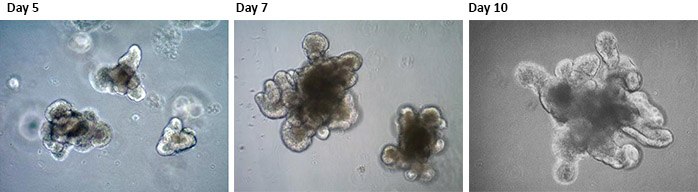 Mouse Intestinal Epithelial Organoids. 3D Organoids were generated from adult mouse intestinal tissue following the protocol outlined by Clevers et al. Science. 2013. Organoid cells begin to form lumens and bud structures at around day 3-5 in culture and form complex crypt-like structures around day 7-10. These crypt-like domains are functionally similar to those of the adult intestine, where dividing LGR5+ intestinal stem cells are intercalated with Paneth cells located at the crypt base. Mouse Intestinal Epithelial Organoids.