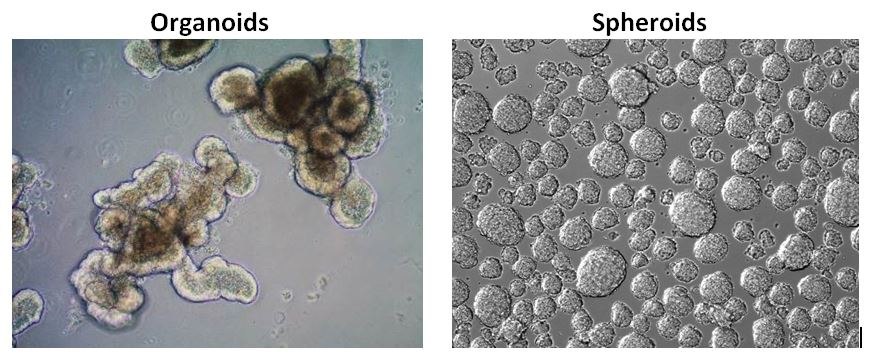 Organoids vs. Spheroids. Stem cell derived organoids have more in vivo-like phenotypes with higher order tissue complexity compared to tumor spheroids. Organoids vs. Spheroids
