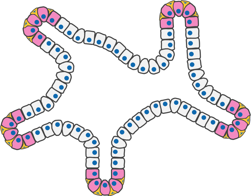 Organoid cartoon Cartoon depicting organoids