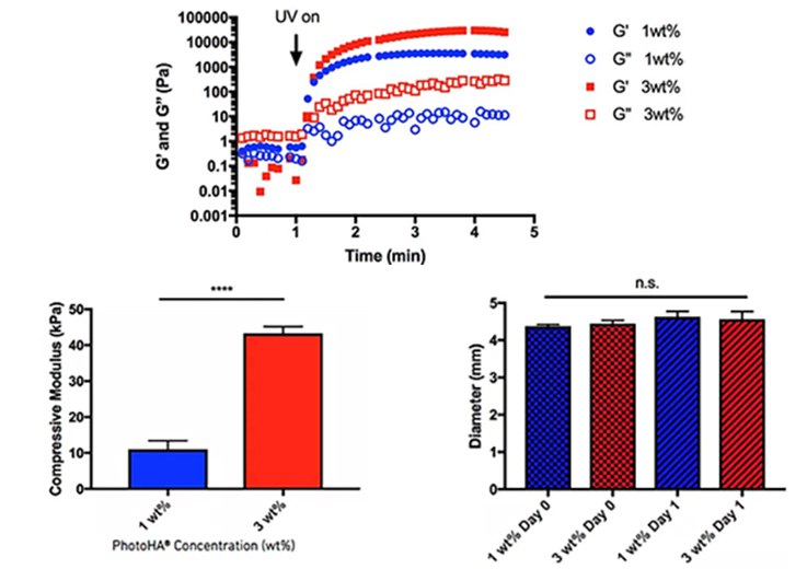 Physical properties of photocrosslinked hydrogels Physical properties of photocrosslinked hydrogels