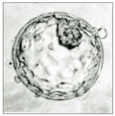 3D Pluripotent Stem Cells 3D Pluripotent Stem Cells