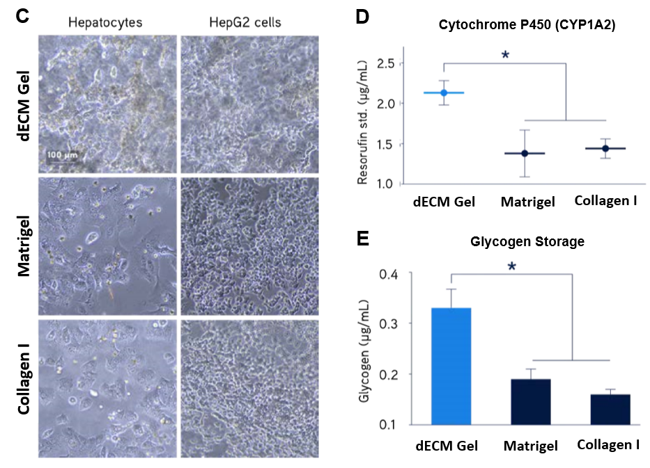 Primary human hepatocyte culture Primary human hepatocyte culture.