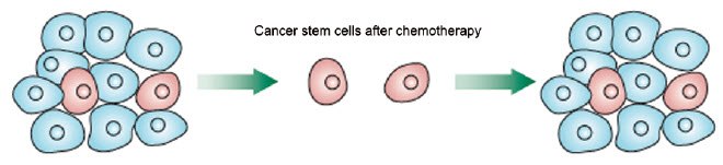 Rare purported cancer stem cells survive (CSCs) traditional chemotherapeutic treatments and can recapitulate the entire tumor including a new subset of CSCs. Image adapted from Vermeulen et al., 2012. Rare purported cancer stem cells survive (CSCs)
