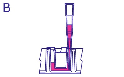 Removing Media From Culture Well From the side, pipette in the culture well is moved to the side of the insert and filled with media from the well without disturbing the cells in the insert. Insert does not contain media.