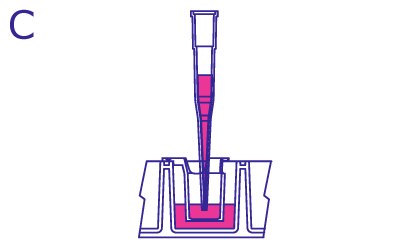 Replacing Media Within the Insert From the side, pipette filled with media is in the hanging insert within the culture. The pipette fills the insert with media to reach the same volume as the media within the well.