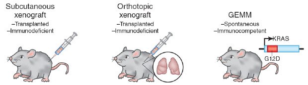 Rodent cancer models. Image adapted from Francia and Kerbel, 2010 Rodent cancer models
