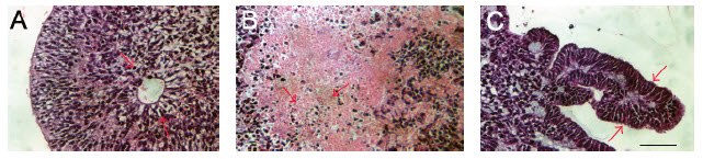 Sections of EBs stained with hematoxylin and eosin illustrating differentiation into ectoderm (A), mesoderm (B), and endoderm (C).<sup>17</sup> Sections of EBs stained with hematoxylin and eosin illustrating differentiation into ectoderm