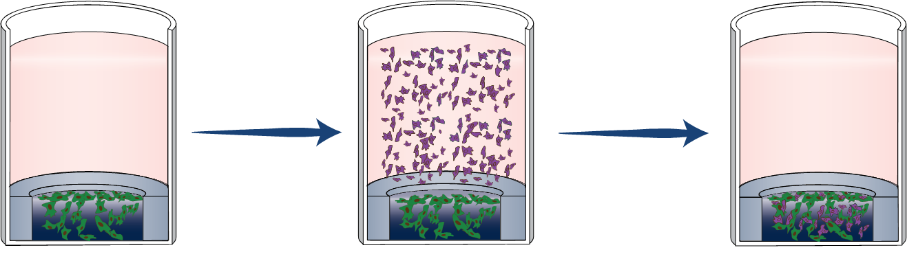 Step3-How to Use TrueGel3D® HTS Hydrogel Plates Establish co-culture (Optional): Add secondary cells and incubate overnight.