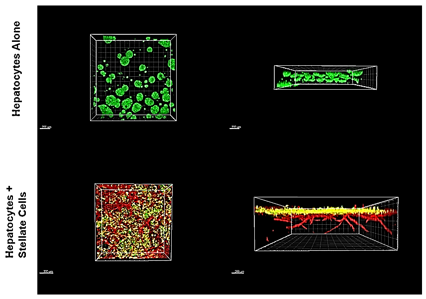 TrueGel® HTS hydrogels in ADME/Toxicology applications Application of TrueGel® HTS hydrogels in ADME/toxicology studie
