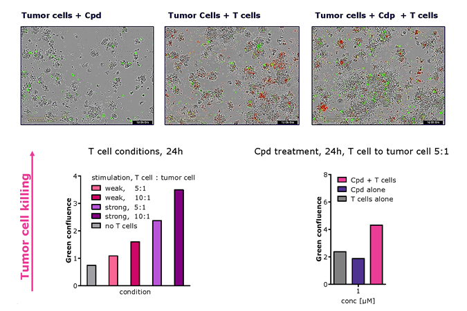 TrueGel3D® HTS hydrogels and T-cell mediated killing of tumor cells Application of TrueGel3D® HTS hydrogels in cell-mediated cytotoxicity using T-cells and EBC-1 target cells.