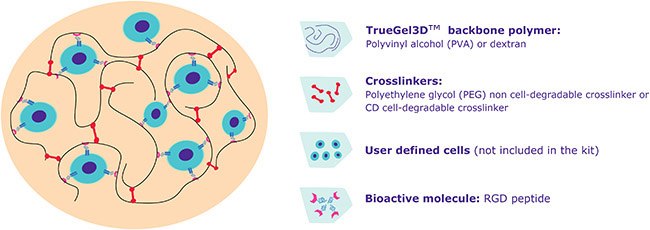 TrueGel3D™ technology TrueGel3D™ technology