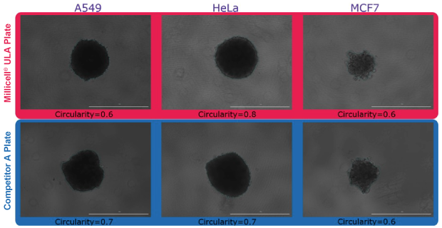 Spheroid Circularity Using Millicell® ULA and Competitor A Plates Quantification of spheroid circularity for spheroids formed in Millicell® ULA and Competitor A plates.