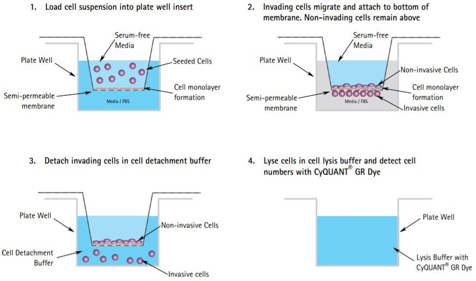 Protocolo del análisis de la cámara de Boyden. Se permite que las células migren a través de una monocapa celular o mezcla de proteínas de la ECM que han sido sembradas en una plaquita de cultivo celular de membrana semipermeable con quimioatrayentes agregados debajo de la membrana. A continuación, las células migradas se pueden cuantificar tiñendo las células con un colorante de ADN como los colorantes calceína-AM o CyQUANT GR Protocolo del análisis de la cámara de Boyden