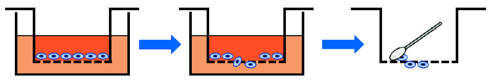 Cell Migration Assay Principle Cell migration assay principle using cell culture inserts