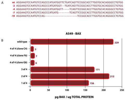 Knockout of tetraploid BAX in A549 cells using ZFNs
