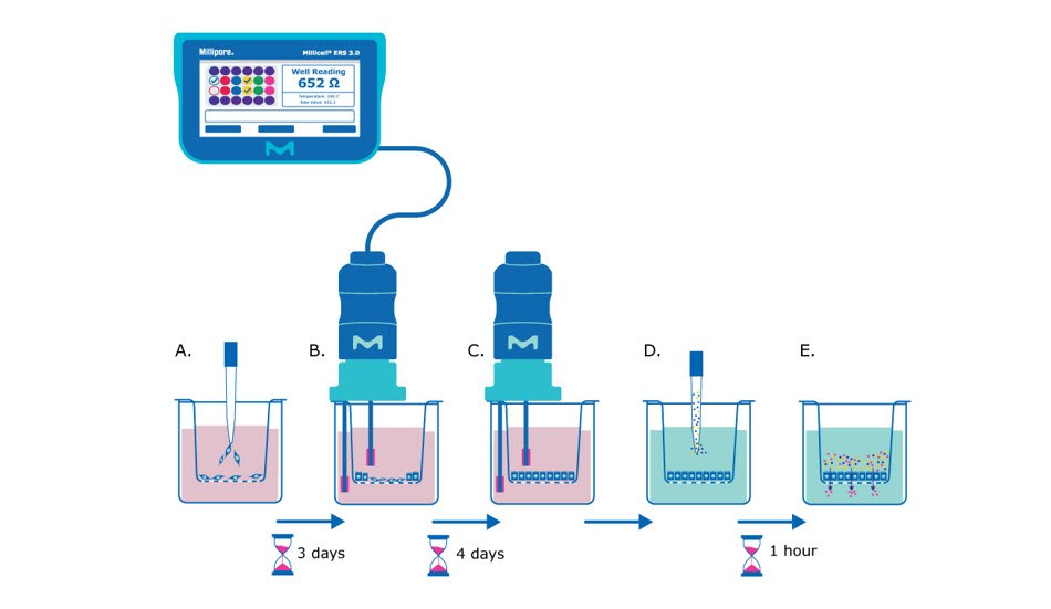 Millicell ERS 3.0 Barrier Assay Barrier assay principle using Millicell® hanging cell culture inserts. The cells are seeded in the insert and after three days researchers use the Millicell 3.0 ERS to take TEER measurements. 7 days after seeding the TEER measurements should plateau, the media can be exchanged, and a permeability assay dye can be added. Small molecules can be added and incubated with the monolayer and pass-through can be measured.