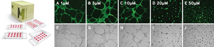 Increasing concentrations of sulforaphane resulted in decreases in both mean tube length and mean number of branch points as shown below in bright field and calcein-AM micrographs of HUVEC cells. Increasing concentrations of sulforaphane