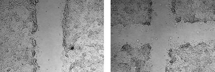 Utilizando el ensayo de raspado CellComb, se rasparon monocapas de células NIH3T3 en un patrón unidireccional (izquierda) o bidireccional (derecha). Con el tiempo, las células migradoras llenarán las secciones raspadas y se cuantificarán utilizando un simple recuento celular. También es posible obtener imágenes de células vivas en células migradoras empleando el ensayo de migración por raspado. Utilizando el ensayo de raspado CellComb, se rasparon monocapas de células NIH3T3 en un patrón unidireccional (izquierda) o bidireccional (derecha).