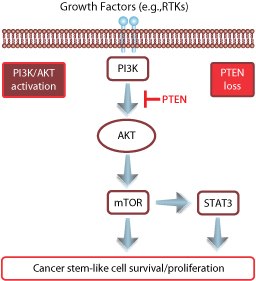 PI3K/AKT/mTOR signaling pathway