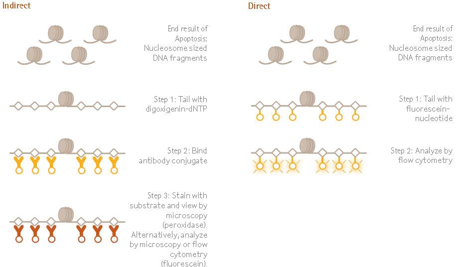The ApopTag™ family of apoptosis kits examine DNA fragmentation by the TUNEL assay. The DNA strand breaks are detected by enzymatically labeling the free 3’-OH termini with modified nucleotides. These new DNA ends that are generated upon DNA fragmentation are typically localized in morphologically identifiable nuclei and apoptotic bodies. The ApopTag™ family of apoptosis kits examine DNA fragmentation by the TUNEL assay