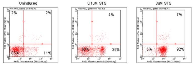 Dot plots depicting Jurkat cells treated with various concentrations of apoptosis inducers and stained using Annexin Red Kit (FCCH100108). Jurkat cells were untreated (Plot A), or treated with 0.1 uM (Plot B) or with 3 uM Staurosporine (Plot C) and then stained using FlowCelllect Annexin Red Kit. Dot plots depicting Jurkat cells treated with various concentrations of apoptosis inducers and stained using Annexin Red Kit