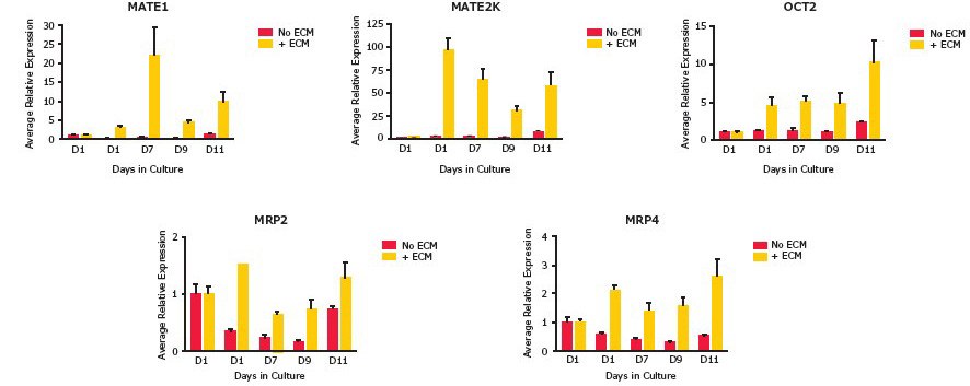 Enhanced gene expression in the presence of ECM overlay. Enhanced gene expression in the presence of ECM overlay. Gene expression analysis by qRT-PCR showed increases of up to 20X for MATE1, 100X for MATE2K, 10X for OCT2, 1.5X for MRP2 and 3X for MRP4 transporters over the course of incubations up to 11 days.