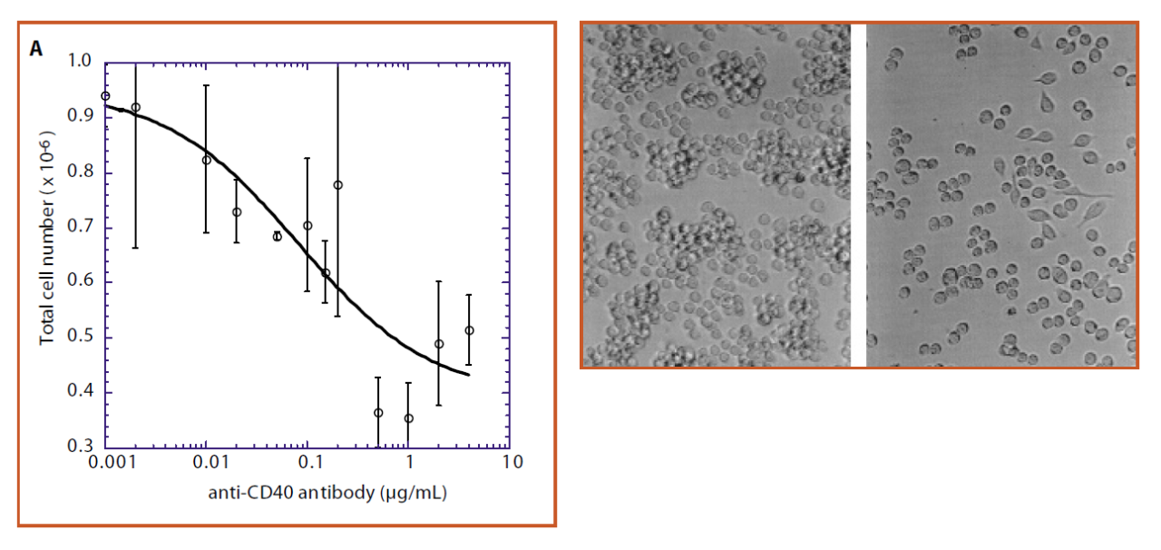 Pleiotropic effects of the humanized anti-CD40 monoclonal antibody on Raji cells. Raji cells were incubated with humanized anti- CD40 monoclonal antibody for 72hrs. Samples were either assayed by Guava<sup>®</sup> ViaCount<sup>®</sup> <b>A)</b>, or examined under an inverted microscope at 40x magnification (B, 1 μg/mL anti-CD40 antibody is shown). The effect of the drug on cell number, cell aggregation, and cell spreading are illustrated. Pleiotropic effects of the humanized anti-CD40 monoclonal antibody on Raji cells