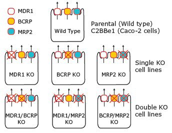 Transporter knockout(s) in each CompoZr® Transporter Knockout Cell Line. Transporter knockout(s) in each CompoZr® Transporter Knockout Cell Line. The total loss of MDR1, BCRP and/or MRP2 function in each respective cell line enables explicit identification of transporter/substrate interactions without the use of chemical inhibitors.