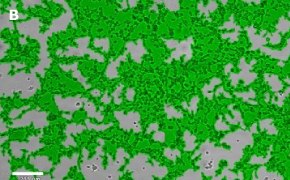 Masked Oli-neu oligodendrocytes on Millicell<sup>®</sup> DCI Digital Cell Imager Brightfield imaging of Oli-neu oligodendrocytes on Millicell<sup>®</sup> DCI Digital Cell Imager at 10X magnification with mask