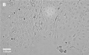 Caco-2 cells imaged on Millicell<sup>®</sup> DCI Digital Cell Imager, 20X Brightfield imaging of Caco-2 cells on Millicell<sup>®</sup> DCI Digital Cell Imager at 20X magnification