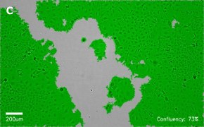 Masked Caco-2 cells on Millicell<sup>®</sup> DCI Digital Cell Imager Brightfield imaging of Caco-2 cells on Millicell<sup>®</sup> DCI Digital Cell Imager at 10X magnification with mask