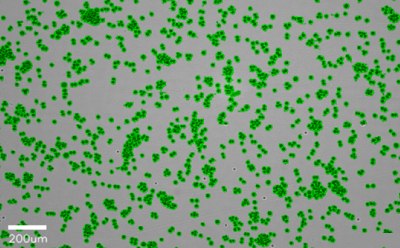Confluency determination of suspension cell culture using a Millicell<sup>®</sup> DCI A brightfield image of suspension cells outlined with a green mask generated by the instrument software, with a confluency of 22% denoted in the bottom right corner. A 200 µm bar is shown for scale.