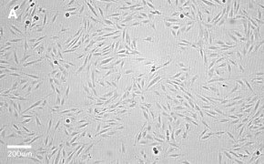 H9C2 cells imaged on Millicell<sup>®</sup> DCI Digital Cell Imager, 10X Brightfield imaging of H9C2 cells on Millicell<sup>®</sup> DCI Digital Cell Imager at 10X magnification