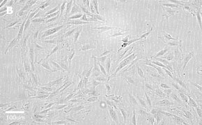 H9C2 cells imaged on Millicell<sup>®</sup> DCI Digital Cell Imager, 20X Brightfield imaging of H9C2 cells on Millicell<sup>®</sup> DCI Digital Cell Imager at 20X magnification
