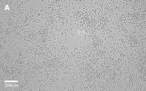 J774A.1 cells imaged on Millicell<sup>®</sup> DCI Digital Cell Imager, 10X Brightfield imaging of J774A.1 cells on Millicell<sup>®</sup> DCI Digital Cell Imager at 10X magnification