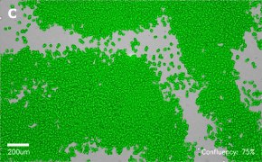 Masked CHO-K1 cells on Millicell<sup>®</sup> DCI Digital Cell Imager Brightfield imaging of CHO-K1 cells on Millicell<sup>®</sup> DCI Digital Cell Imager at 10X magnification with mask