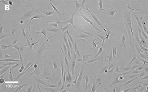 MDCK cells imaged on Millicell<sup>®</sup> DCI Digital Cell Imager, 20X Brightfield imaging of MDCK cells on Millicell<sup>®</sup> DCI Digital Cell Imager at 20X magnification