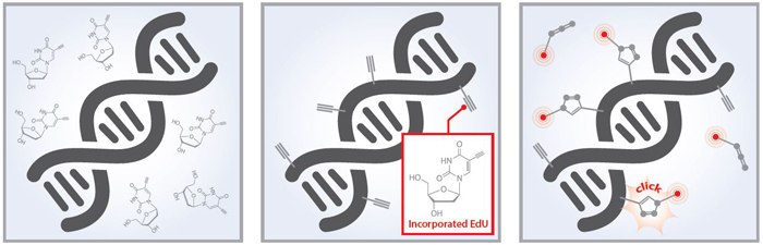 Baseclick EdU Cell Proliferation Detection Kits: Improve Data Quality and Save Time Baseclick 3-Step Assay Workflow
