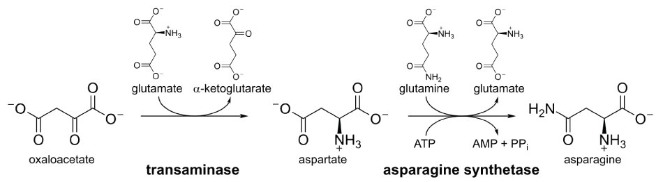 Biosynthesis Asparagine Biosynthesis of asparagine